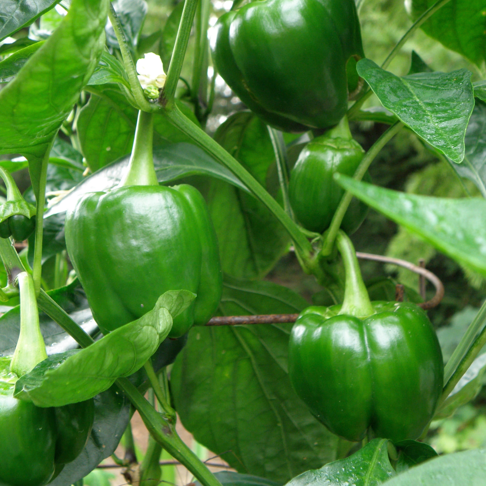 Sweet Green Bell Pepper Plants 2-Pack - 19.3 oz
