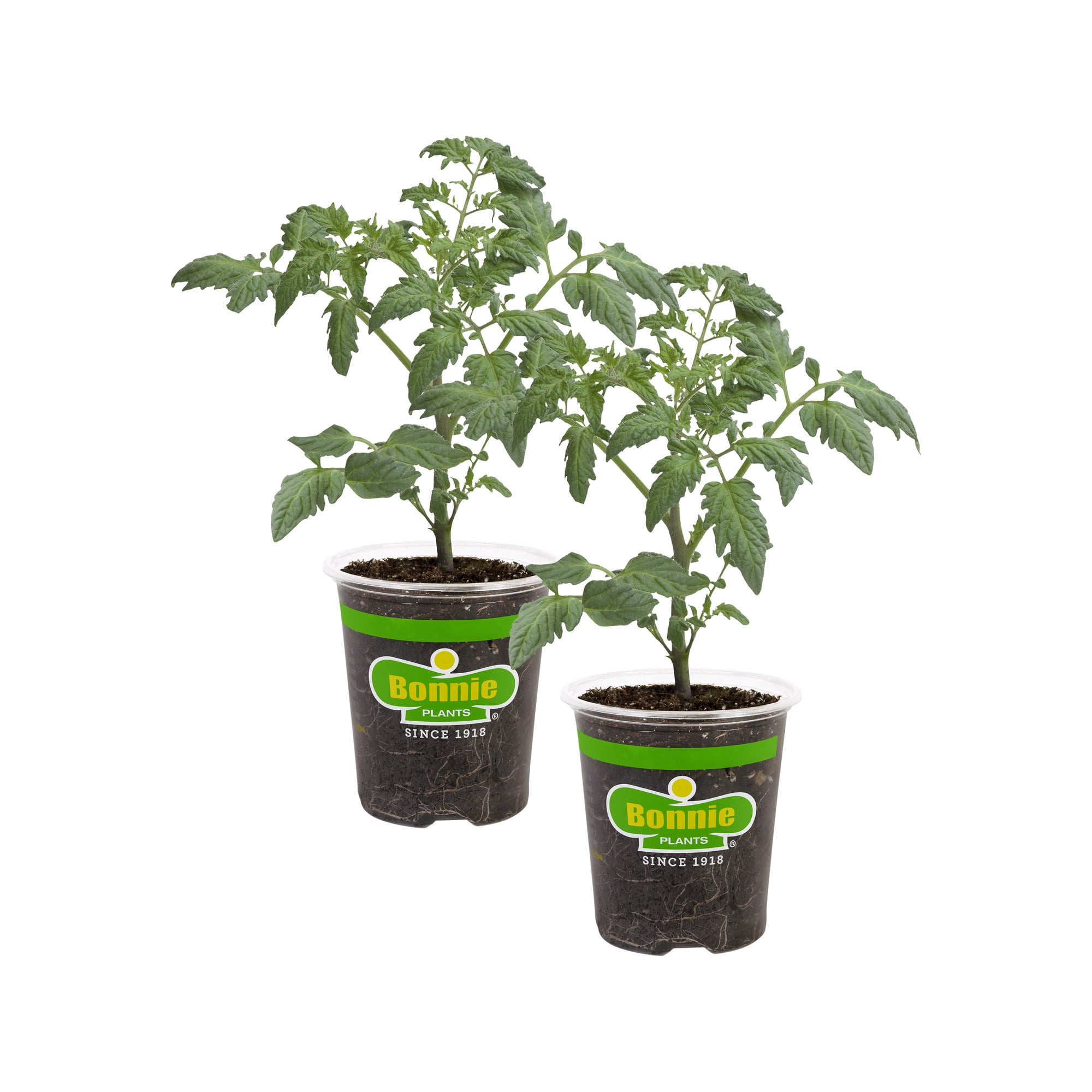 Bonnie Plants Husky Cherry Tomato 2-Pack Outdoors
