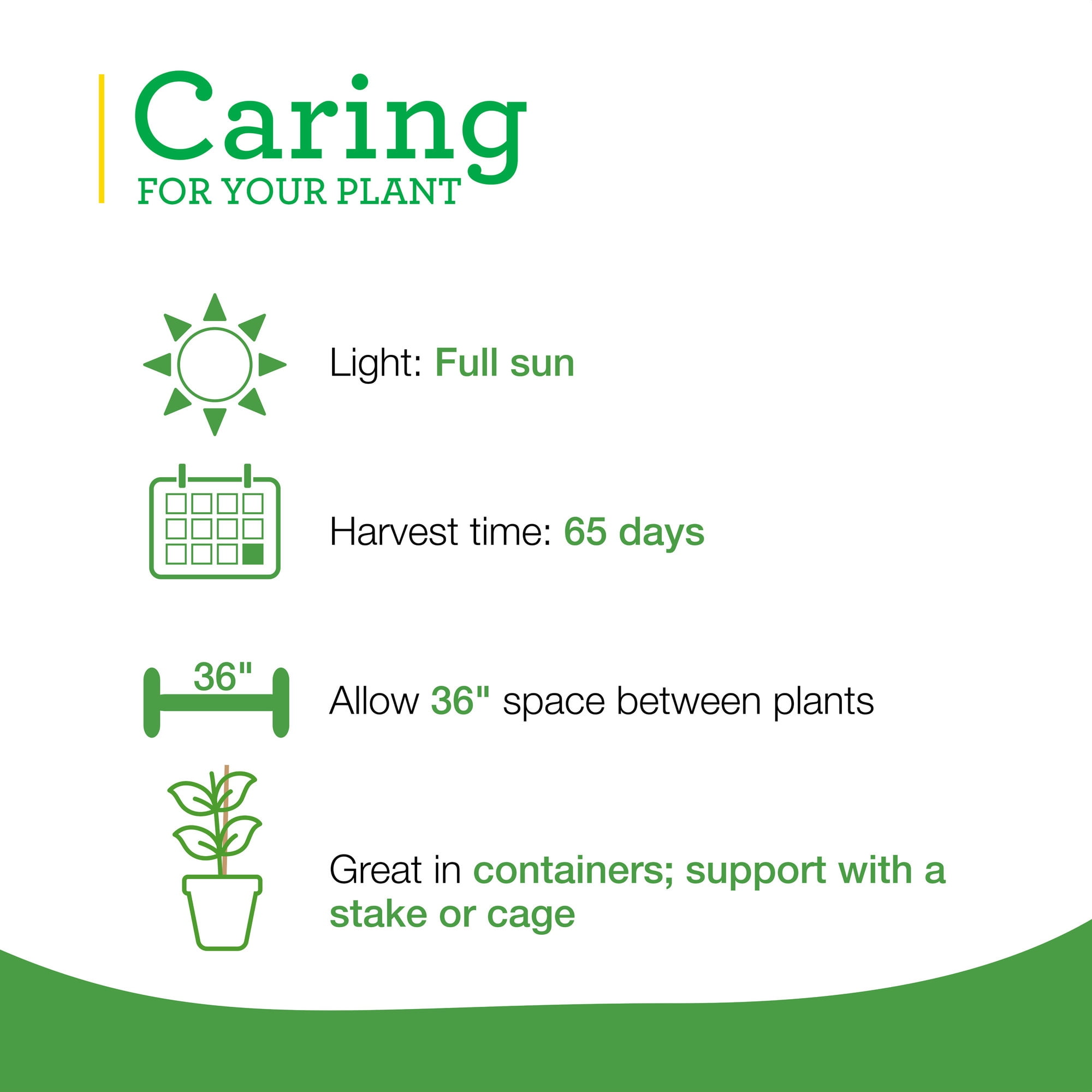 Bonnie Plants Husky Cherry Tomato 2-Pack Outdoors