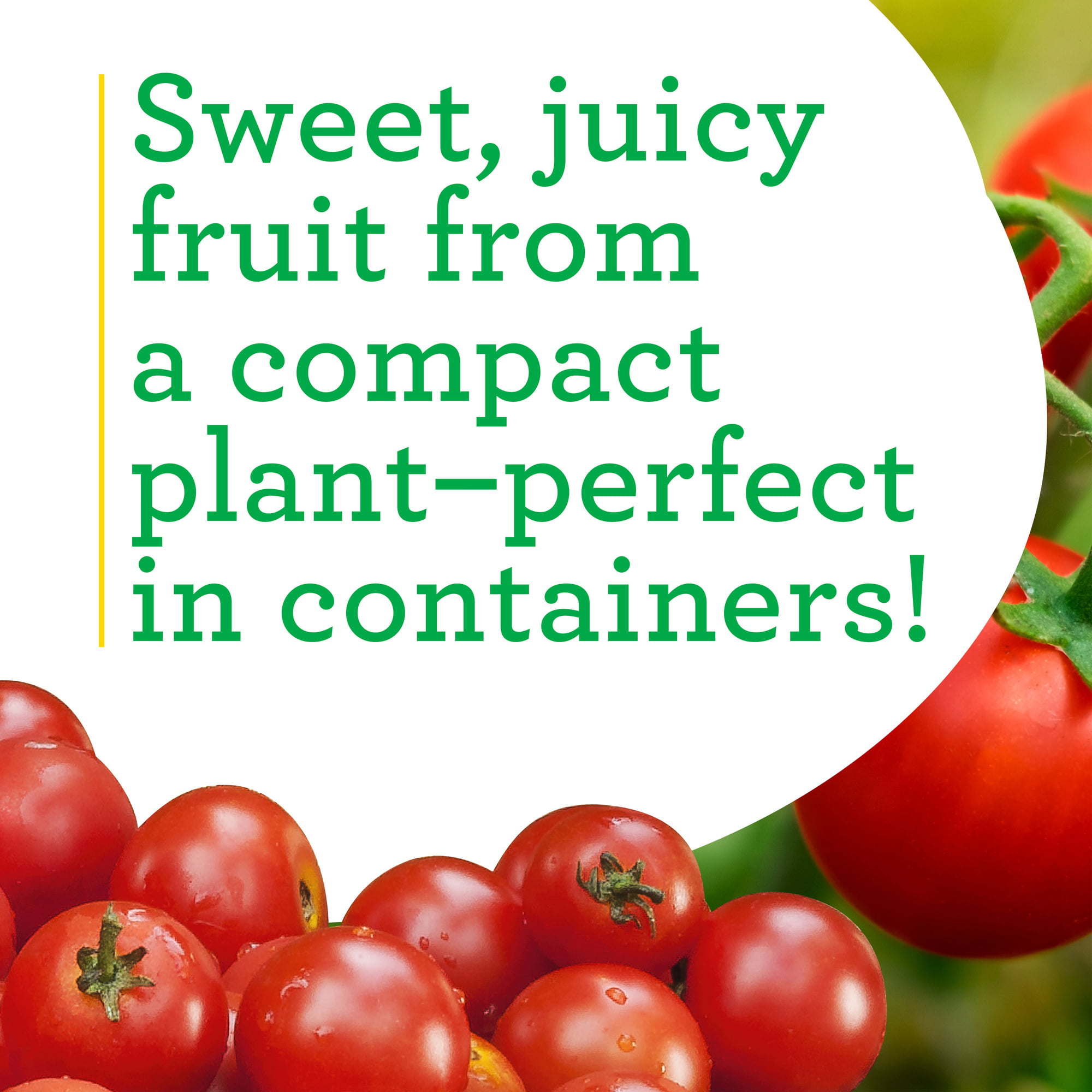 Bonnie Plants Husky Cherry Tomato 2-Pack Outdoors