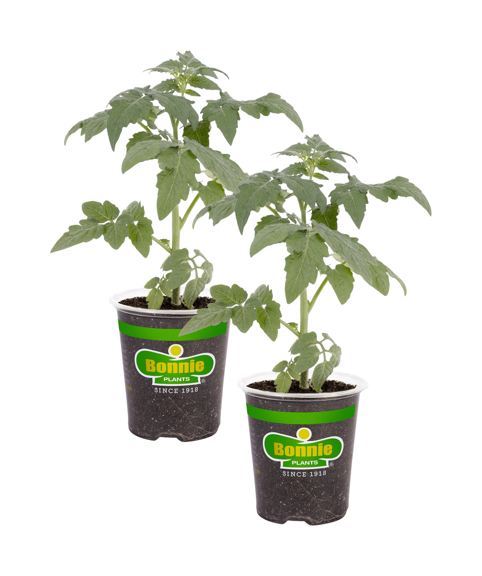 2-Pack Big Boy Tomato Plants 19.3 oz