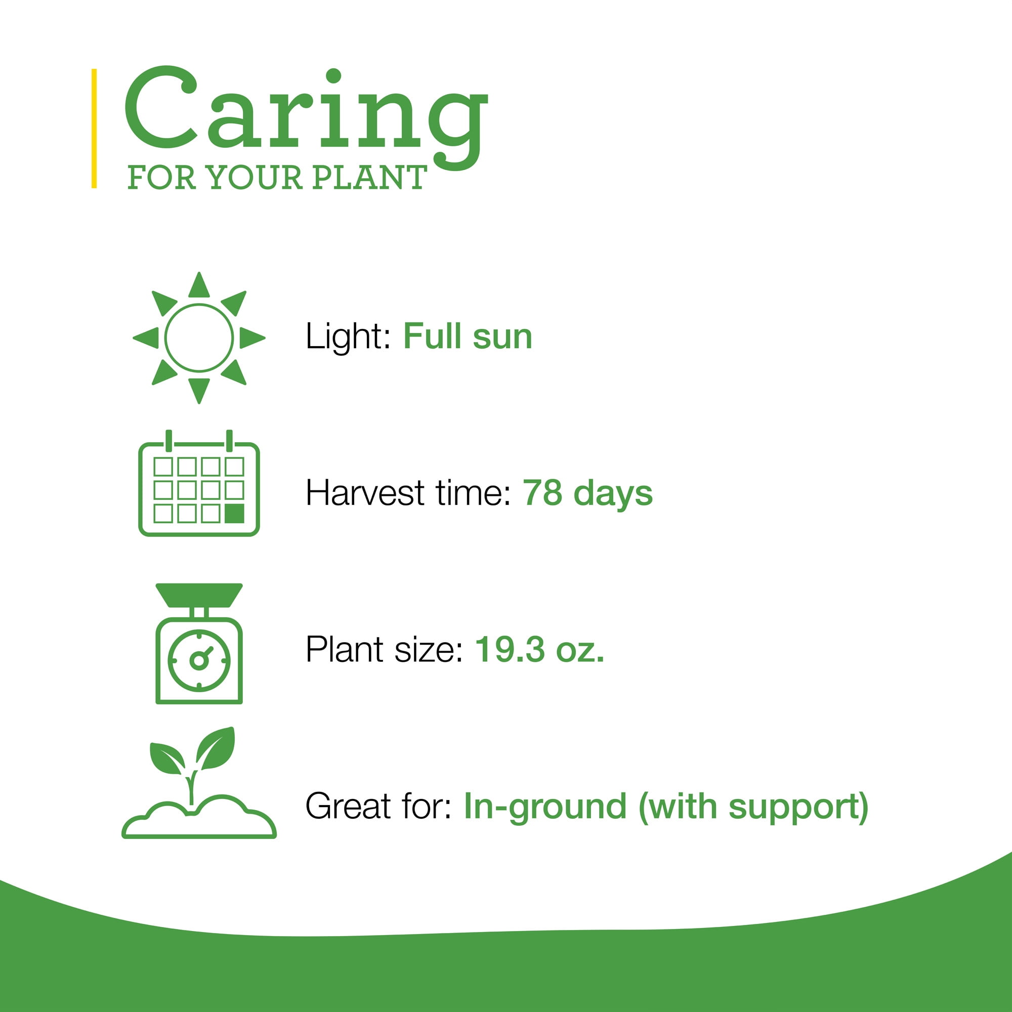 2-Pack Big Boy Tomato Plants 19.3 oz