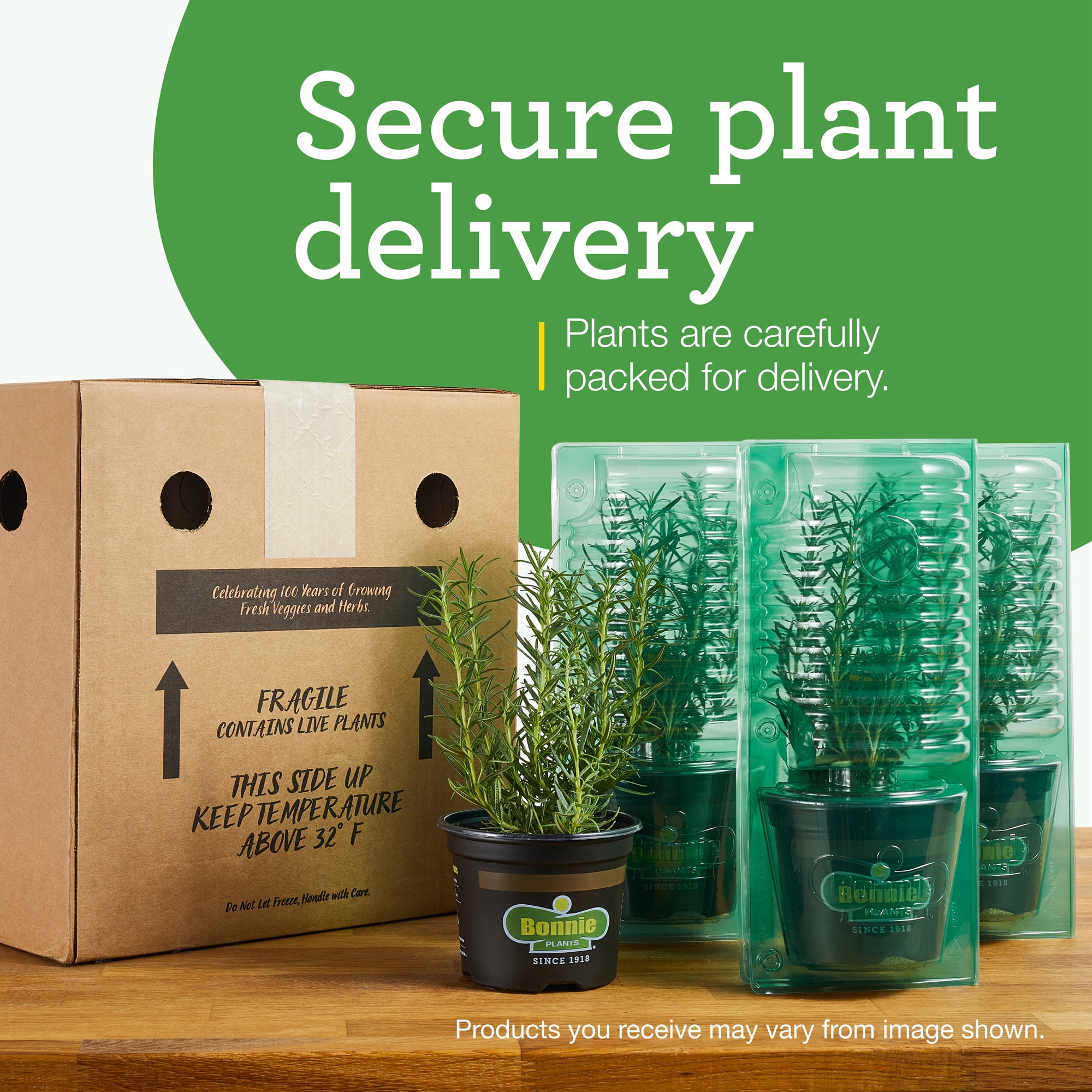 2-Pack Big Boy Tomato Plants 19.3 oz