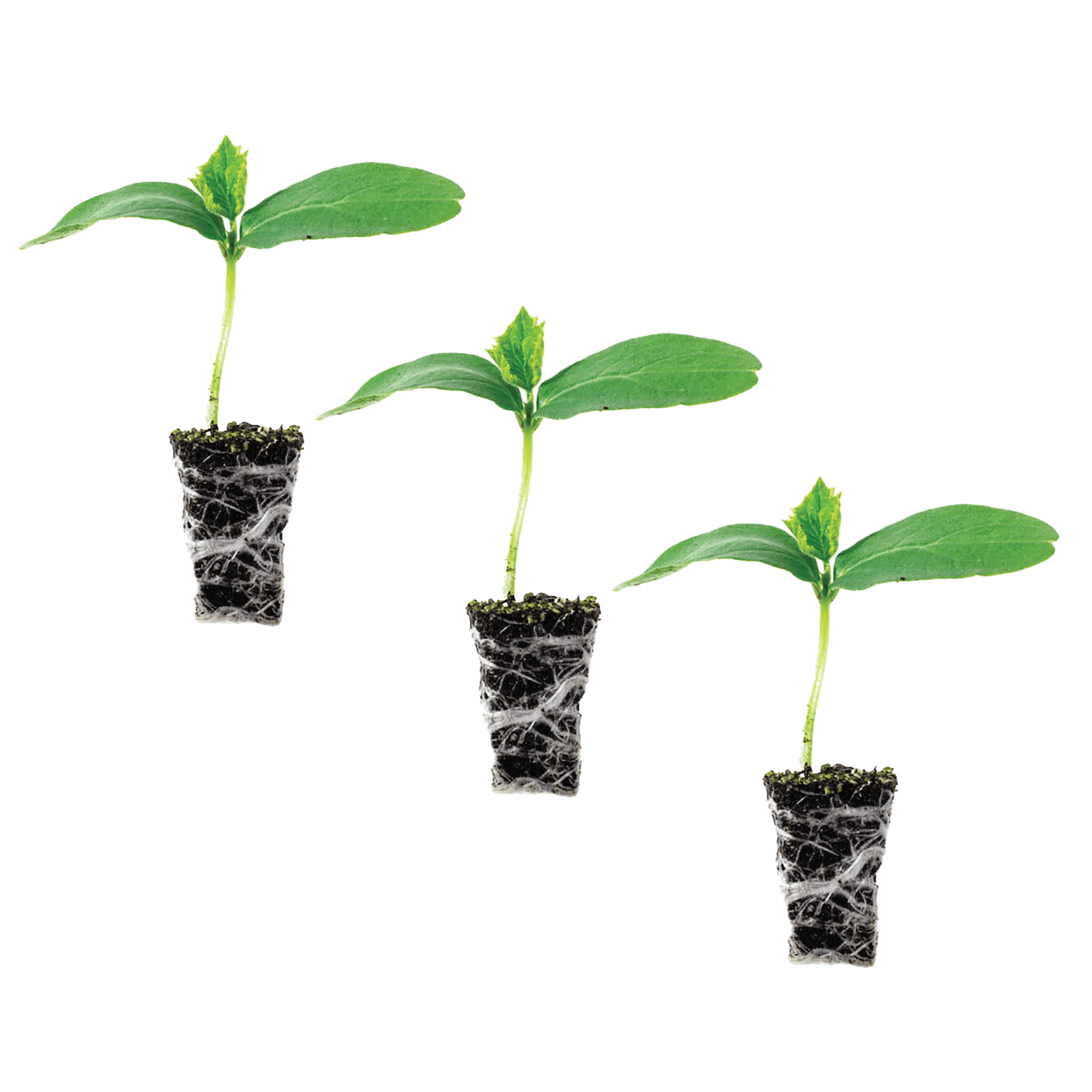 Ferry-Morse Cucumber Big Dill Live Plants (3 Count)