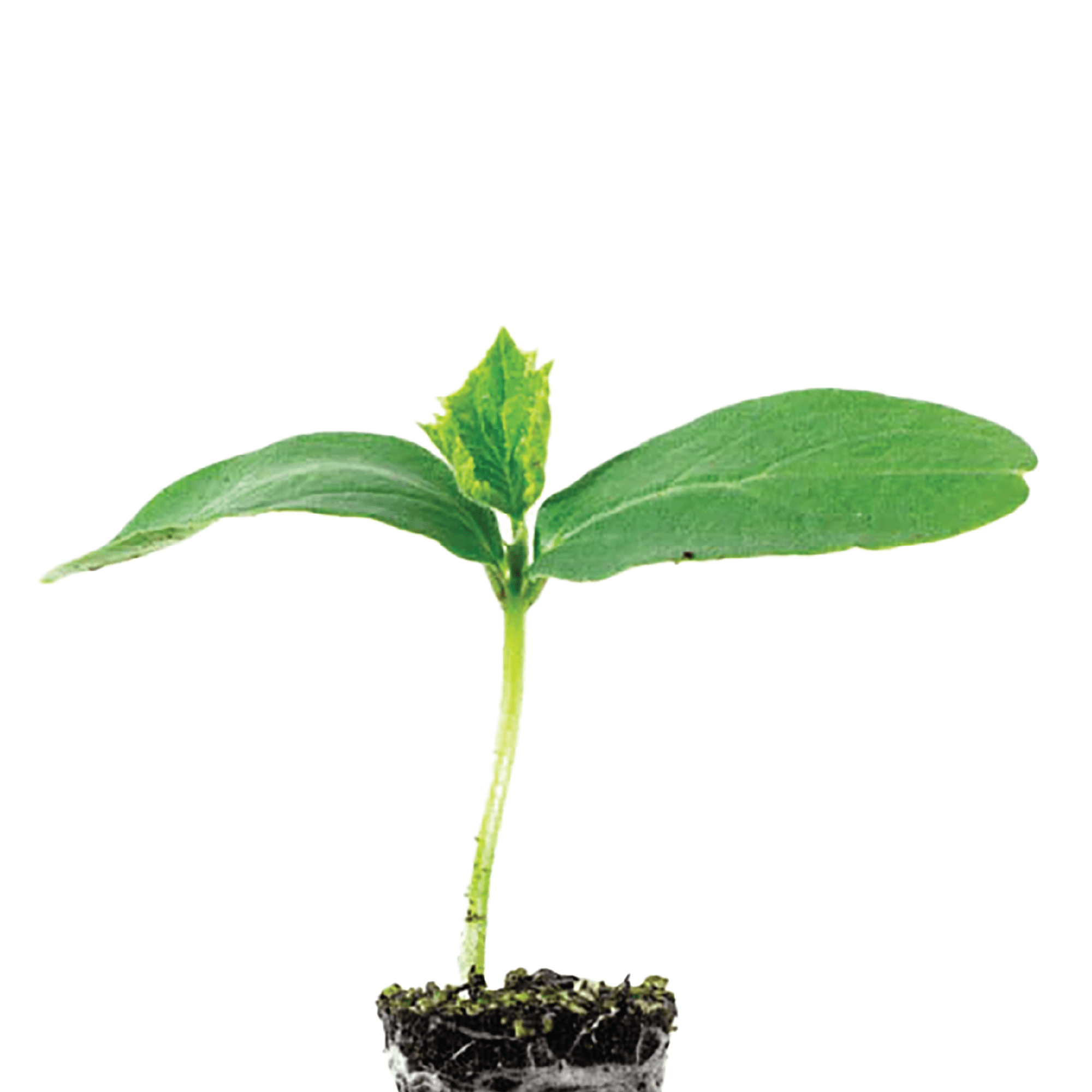Ferry-Morse Cucumber Big Dill Live Plants (3 Count)