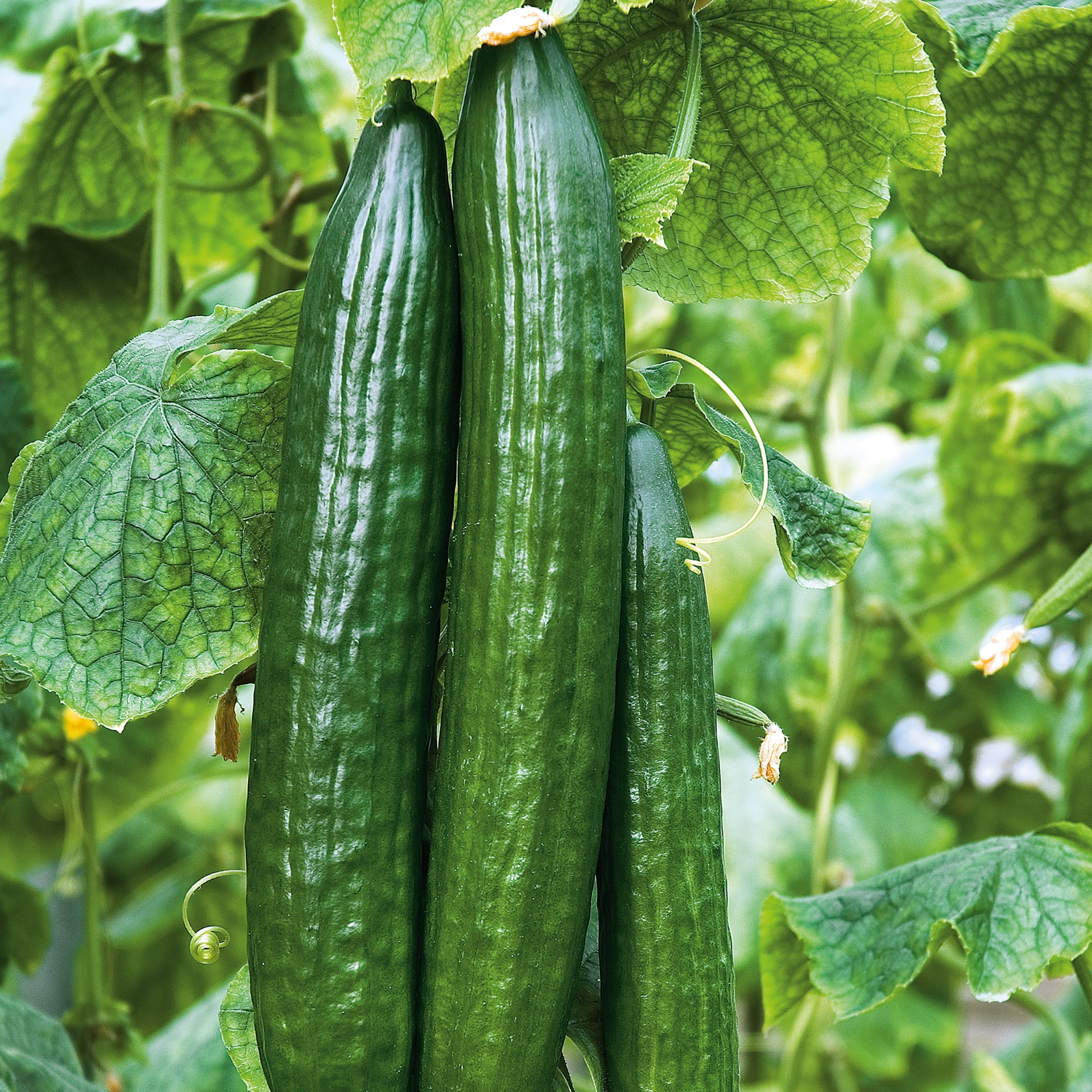 Ferry-Morse Cucumber Big Dill Live Plants (3 Count)