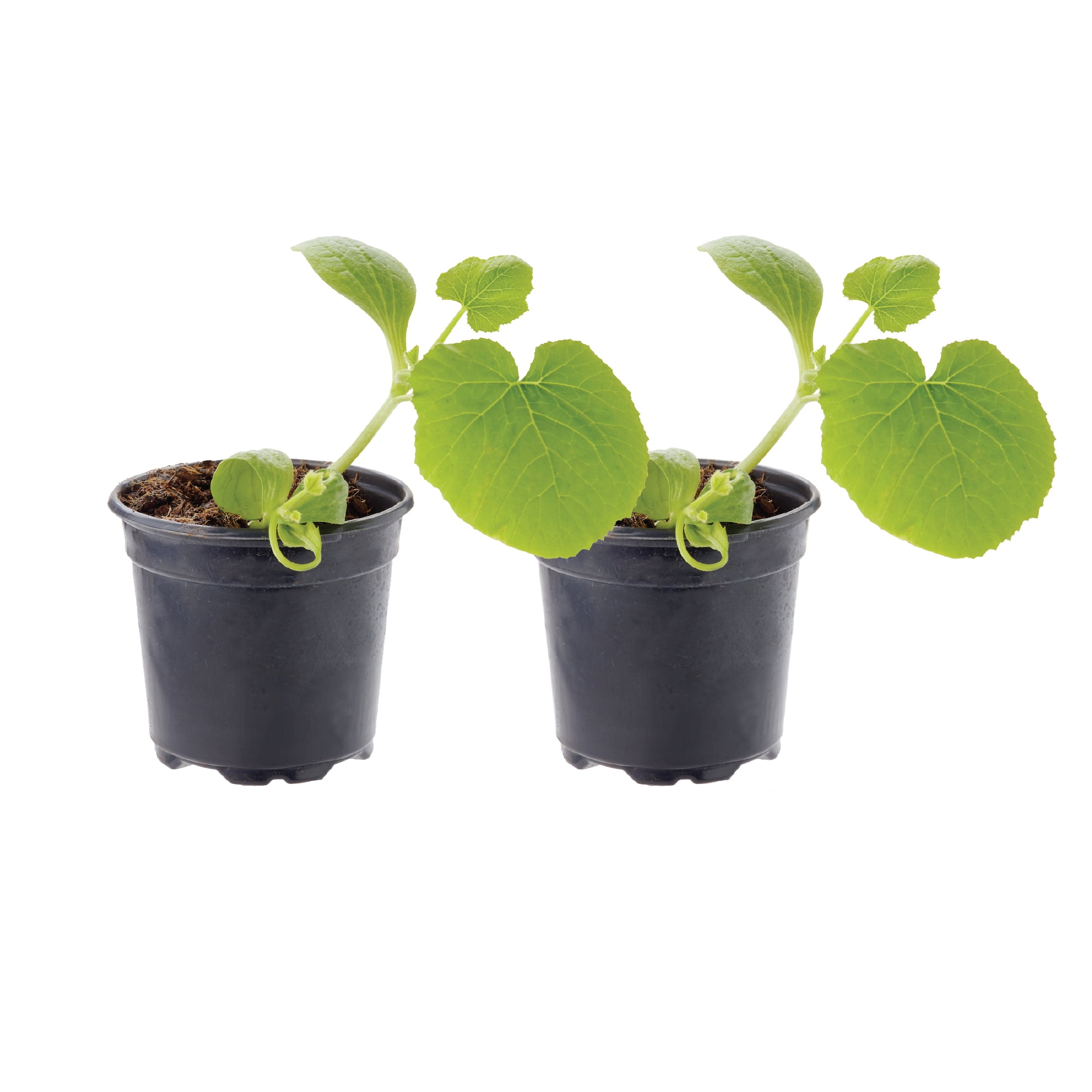 Ferry-Morse Dark Green Zucchini Live Plants (2 Count)