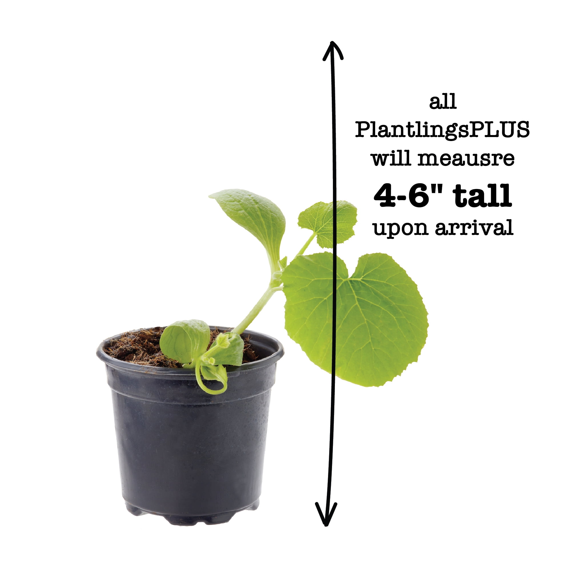 Ferry-Morse Dark Green Zucchini Live Plants (2 Count)