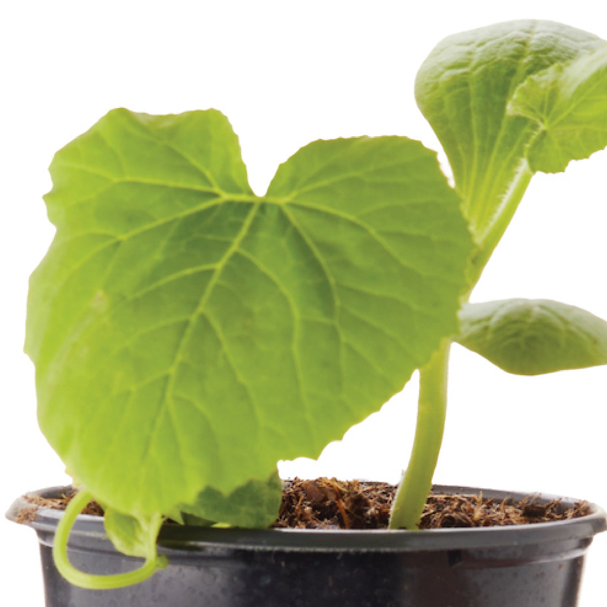 Ferry-Morse Dark Green Zucchini Live Plants (2 Count)
