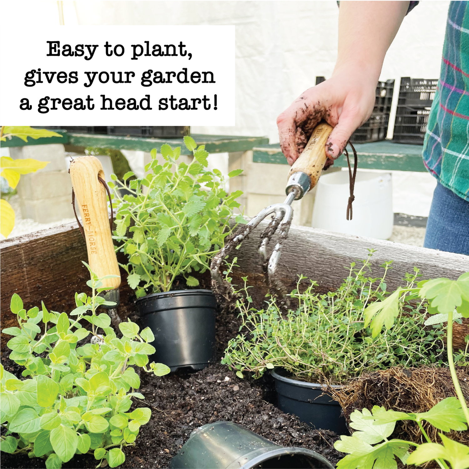 Ferry-Morse Dark Green Zucchini Live Plants (2 Count)
