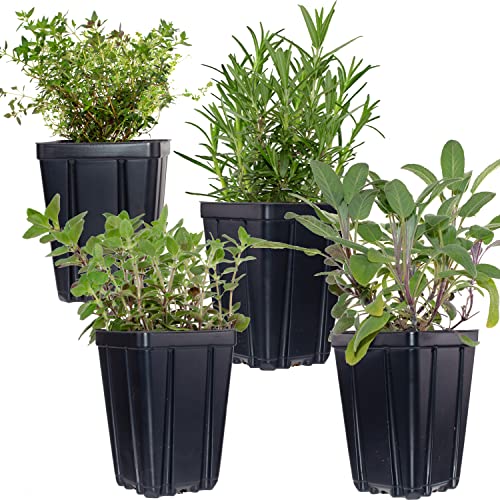 Live Herb Quart Pot Collection: Thyme, Oregano, Rosemary, Sage
