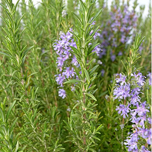 Live Herb Quart Pot Collection: Thyme, Oregano, Rosemary, Sage