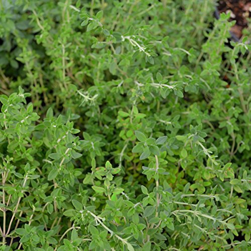 Live Herb Quart Pot Collection: Thyme, Oregano, Rosemary, Sage