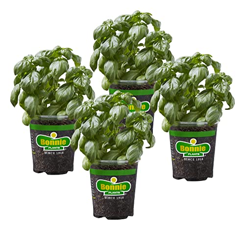 4 Pack Sweet Basil Live Herb Plants