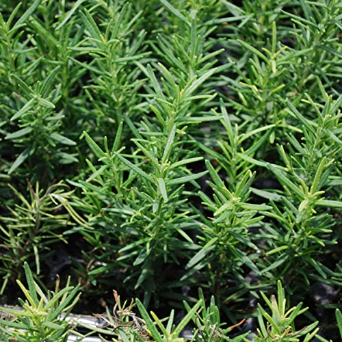 Edible Rosemary Herb Plant 4-Pack for Cooking & Grilling