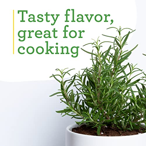 Edible Rosemary Herb Plant 4-Pack for Cooking & Grilling