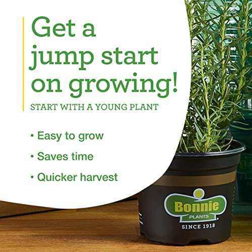 Edible Rosemary Herb Plant 4-Pack for Cooking & Grilling