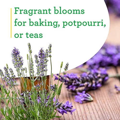 Bonnie Plants Lavender Herb - 4 Pack