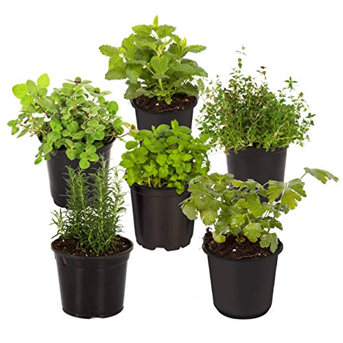 6-Pack Aromatic Herb Assortment for Outdoor Decor
