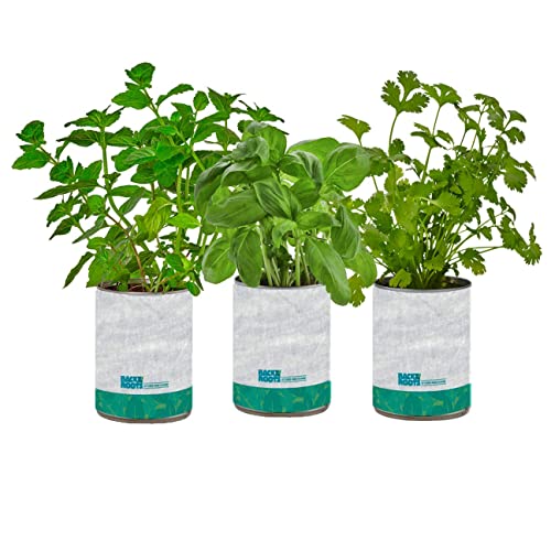 Complete Herb Kit with Basil, Mint, & Cilantro Seeds