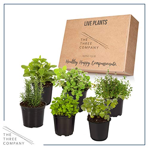 6-Pack Aromatic Herb Assortment for Outdoor Decor