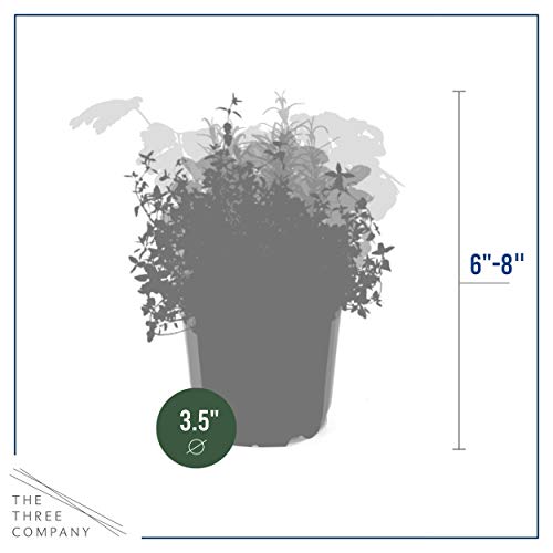 6-Pack Aromatic Herb Assortment for Outdoor Decor