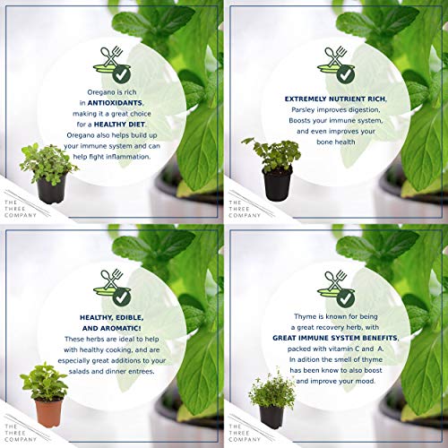 6-Pack Aromatic Herb Assortment for Outdoor Decor