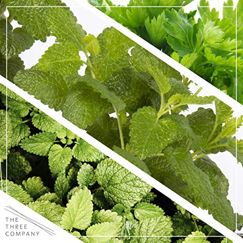 6-Pack Aromatic Herb Assortment for Outdoor Decor