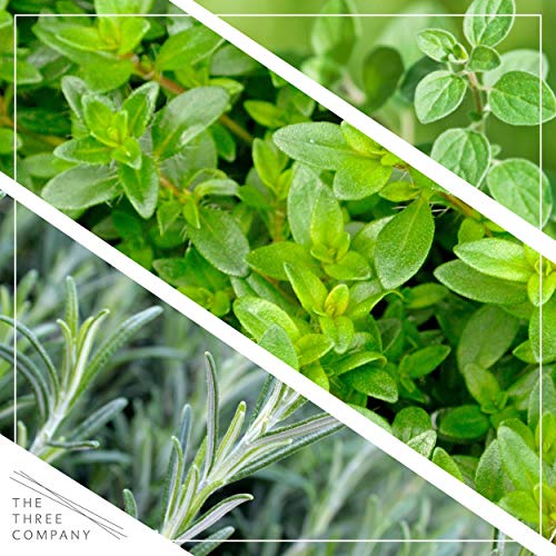6-Pack Aromatic Herb Assortment for Outdoor Decor
