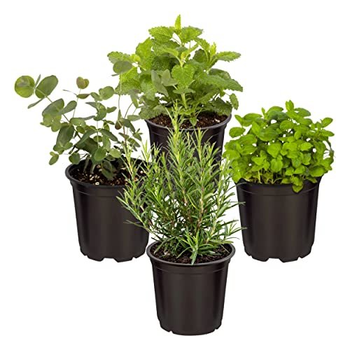 Assorted Aromatic Herbs: Lavender, Eucalyptus, Lemon Balm, Parsley
