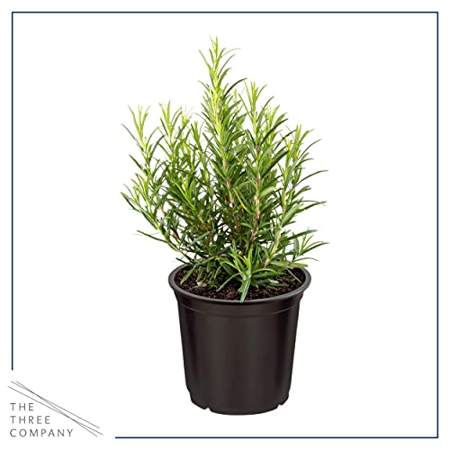 Assorted Aromatic Herbs: Lavender, Eucalyptus, Lemon Balm, Parsley