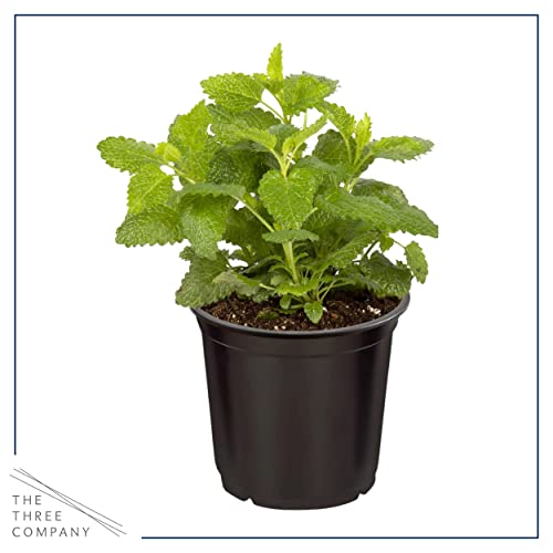 Assorted Aromatic Herbs: Lavender, Eucalyptus, Lemon Balm, Parsley