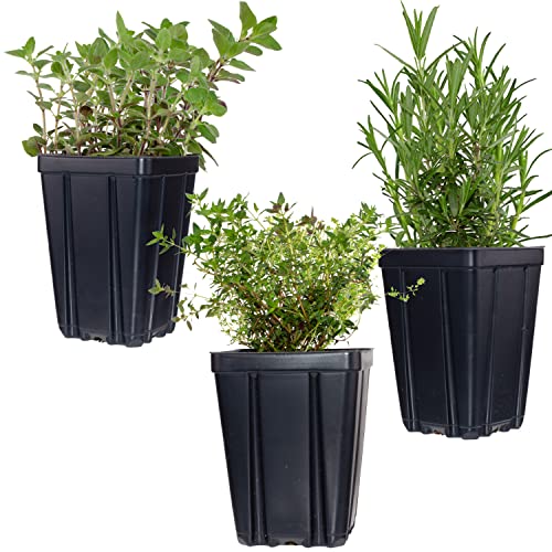 Herb Trio Set: Thyme, Oregano, Rosemary Quart Pots