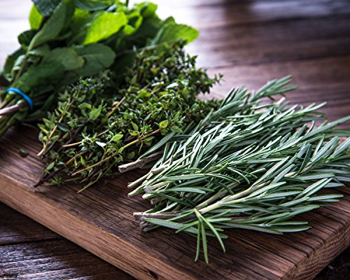 Herb Trio Set: Thyme, Oregano, Rosemary Quart Pots