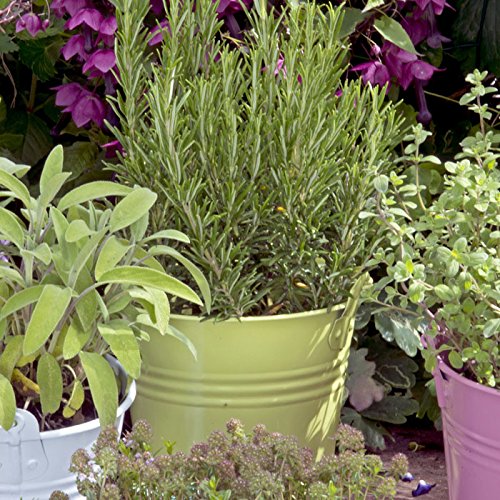 Herb Trio Set: Thyme, Oregano, Rosemary Quart Pots