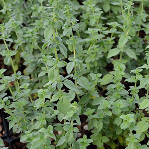 Herb Trio Set: Thyme, Oregano, Rosemary Quart Pots