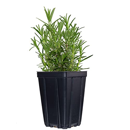 Herb Trio Set: Thyme, Oregano, Rosemary Quart Pots
