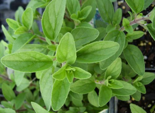 Live Italian Oregano Plant in 3.5" Pot