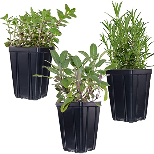 Herb Trio: Sage, Oregano, Rosemary Live Plants Kit