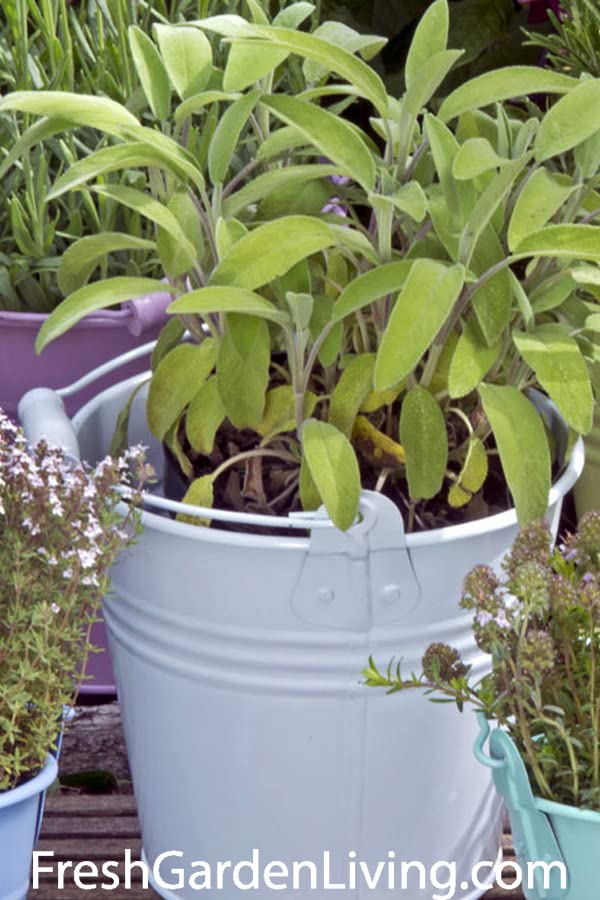 Herb Trio: Sage, Oregano, Rosemary Live Plants Kit