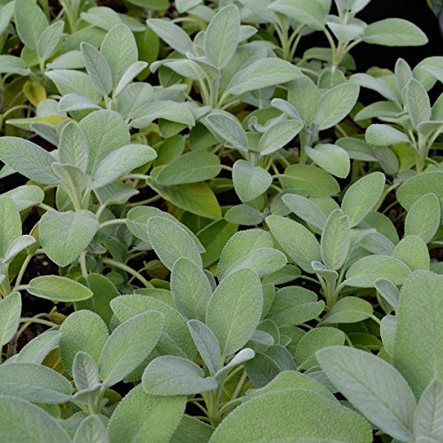 Herb Trio: Sage, Oregano, Rosemary Live Plants Kit
