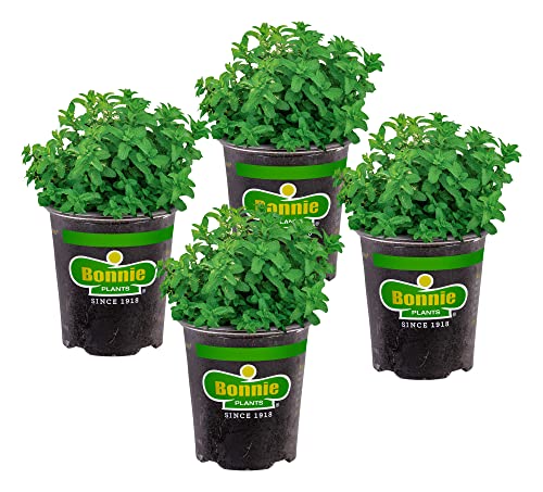 Bonnie Plants Lemon Balm Live Herb Plants - 4 Pack