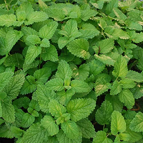 Bonnie Plants Lemon Balm Live Herb Plants - 4 Pack