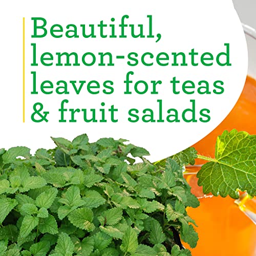 Bonnie Plants Lemon Balm Live Herb Plants - 4 Pack