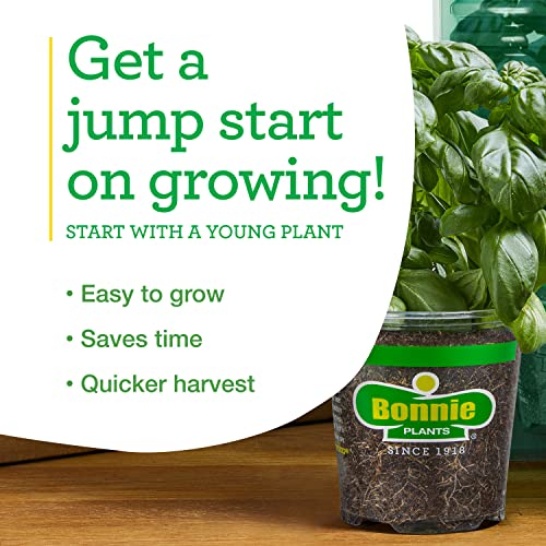 Bonnie Plants Lemon Balm Live Herb Plants - 4 Pack