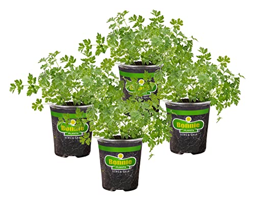 Italian Parsley Herb Plants - 4 Pack - Non-GMO