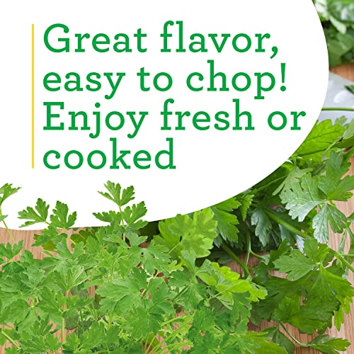 Italian Parsley Herb Plants - 4 Pack - Non-GMO