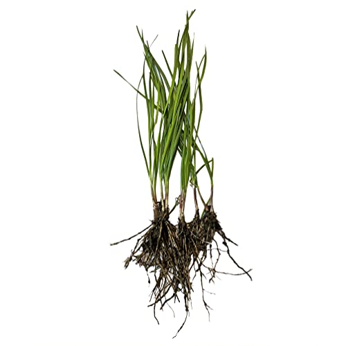 10 Organic Garlic Chives Live Plant Bare Roots