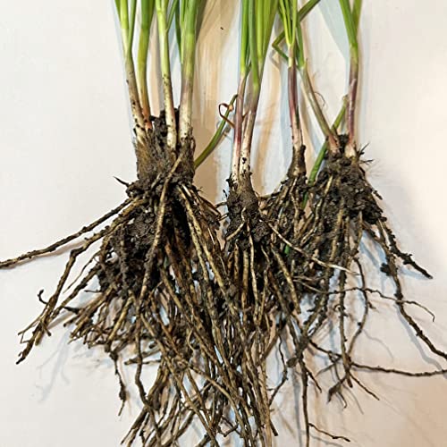 10 Organic Garlic Chives Live Plant Bare Roots