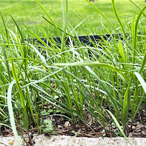 10 Organic Garlic Chives Live Plant Bare Roots